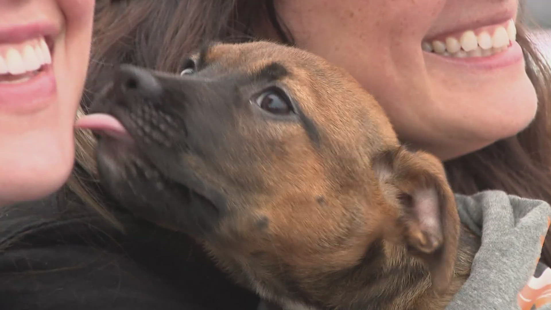Texas rescue dogs arrive in Buffalo in hope of forever homes