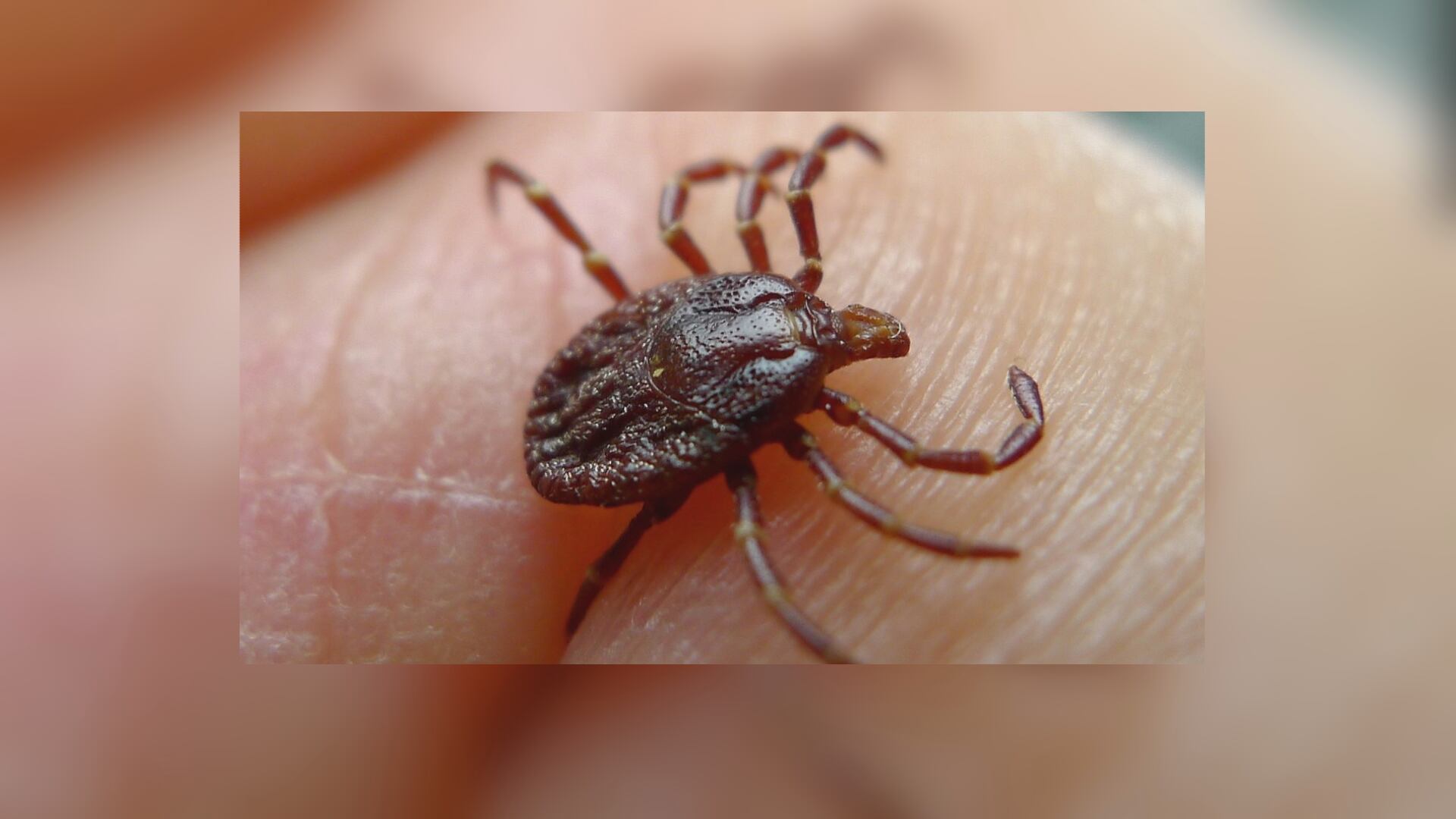 Tick season stretches longer as temperatures rise, experts warn