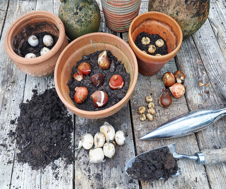 The simple way to replenish container soil before summer – so you can ...
