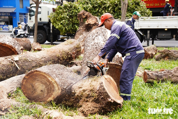 Dùng công nghệ 'tầm soát sức khỏe' để dưỡng cây xanh, hạn chế việc đốn bỏ