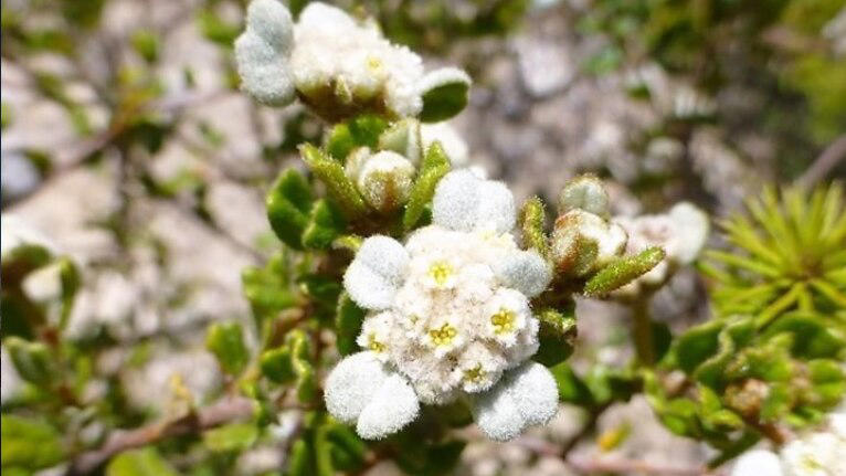 Only one known single spyridium plant is left in the wild on the ...
