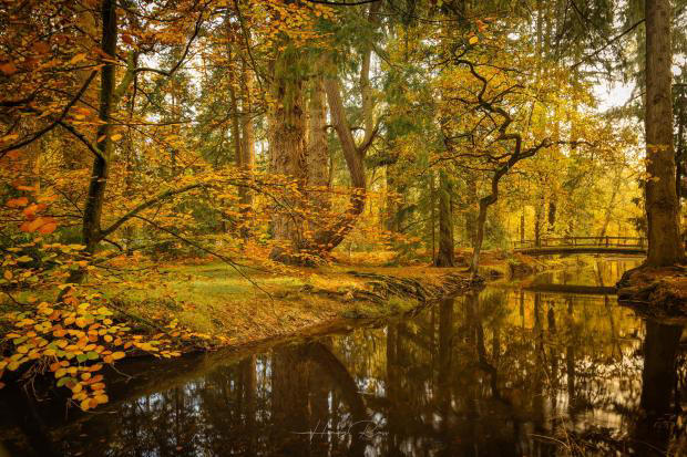 new-forest-nature-project-awarded-20-000-from-national-lottery