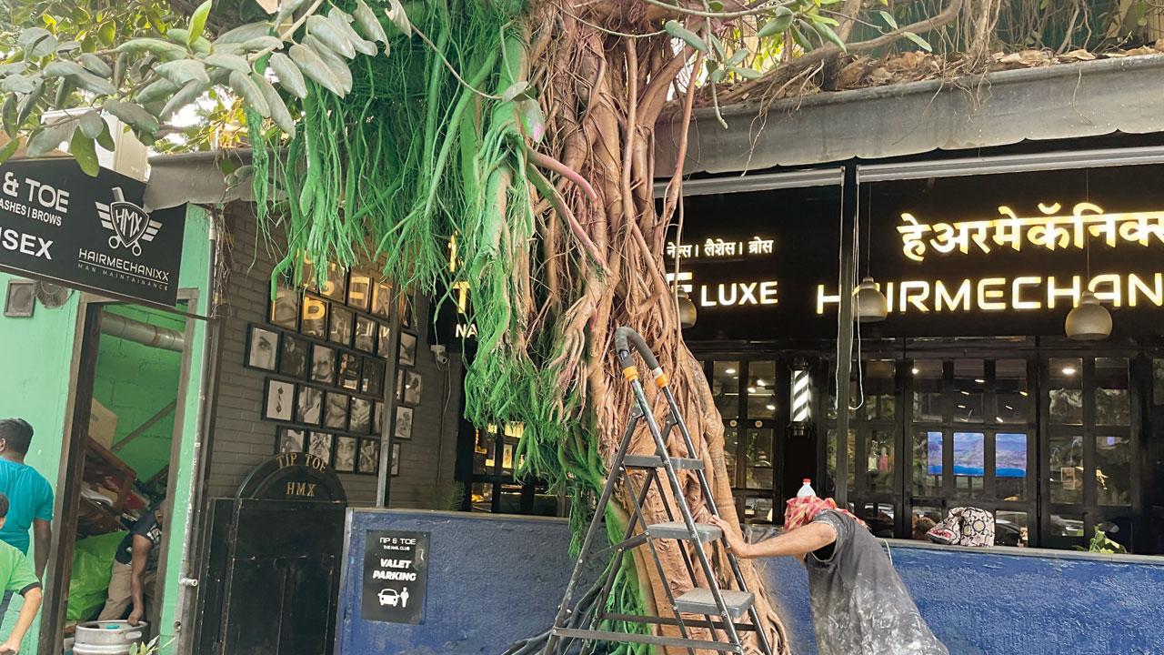 Bandra salon paints tree pink and green, residents object; BMC steps in