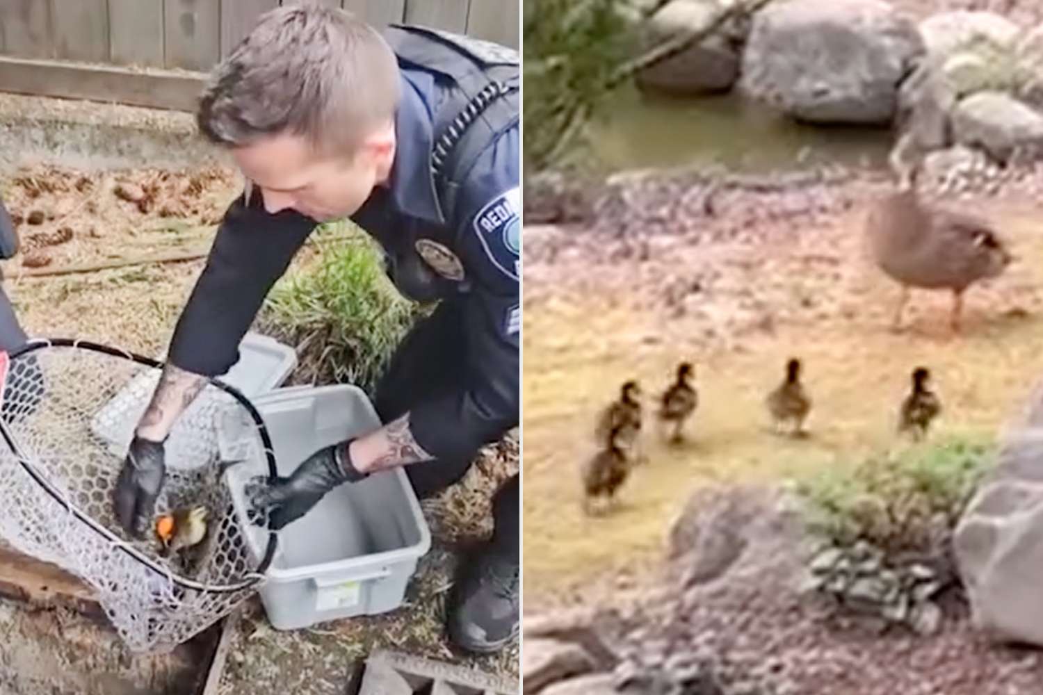 Ducklings saved from storm drain by police officers and reunited with ...