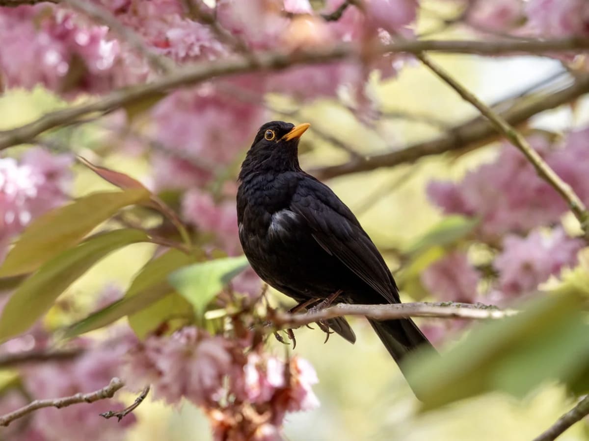 La signification cachée d’un merle dans votre jardin va vous surprendre