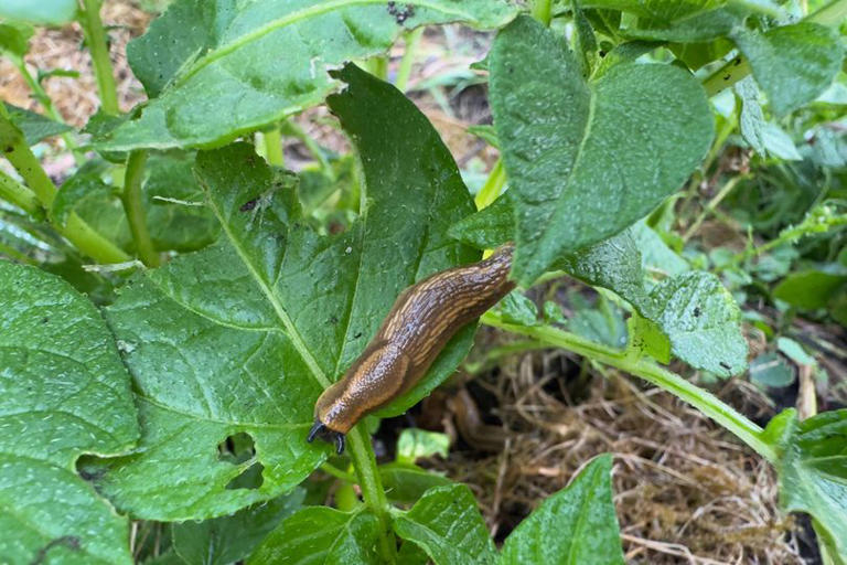 Gardening expert names 'most effective' slug deterrent and it's not ...