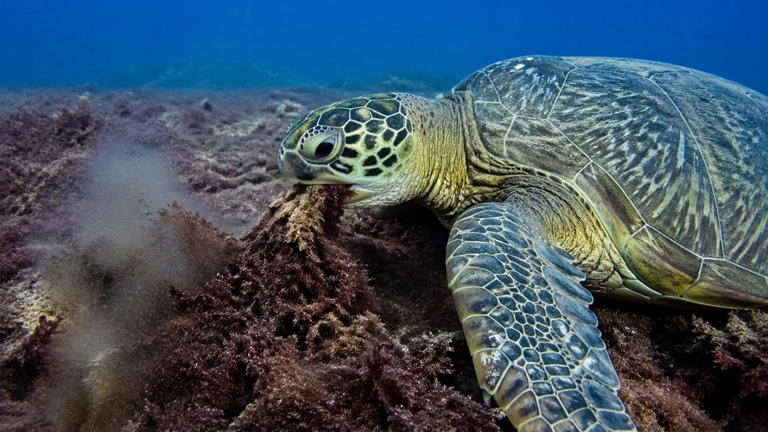 Los biólogos celebran un hito mundial: las tortugas marinas desarrollan ...