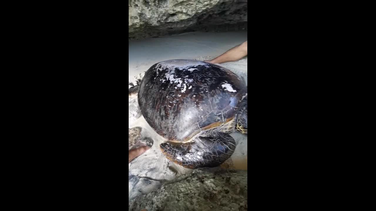 Heartwarming moment tourists save sea turtle trapped in rope at beach ...