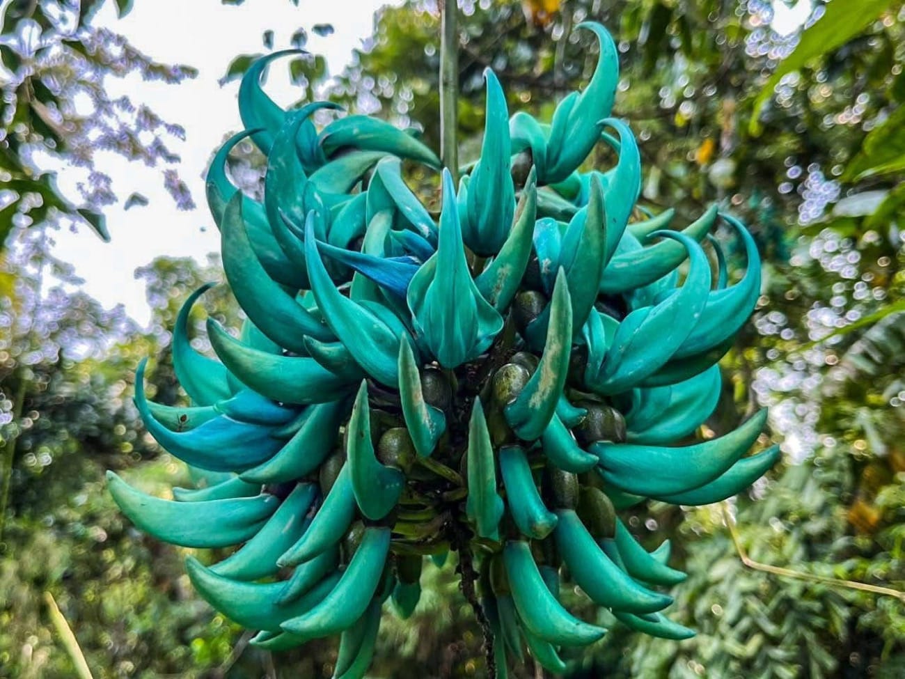 Rare jade vine found in Cagayan highlands; conservation pushed