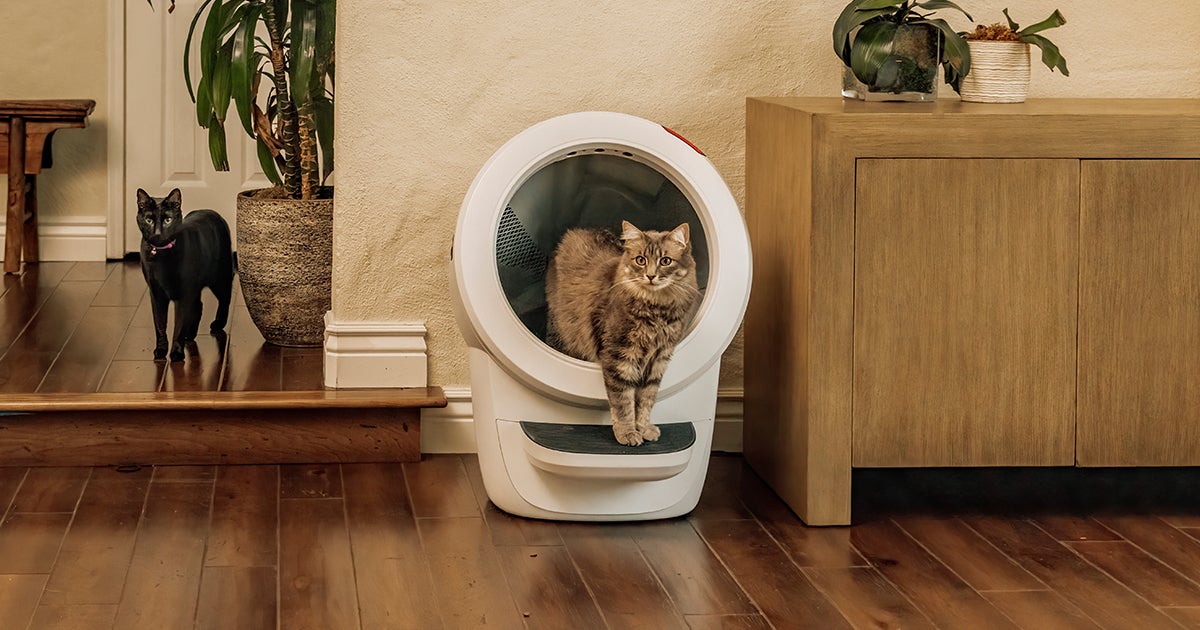 cat using the litter robot