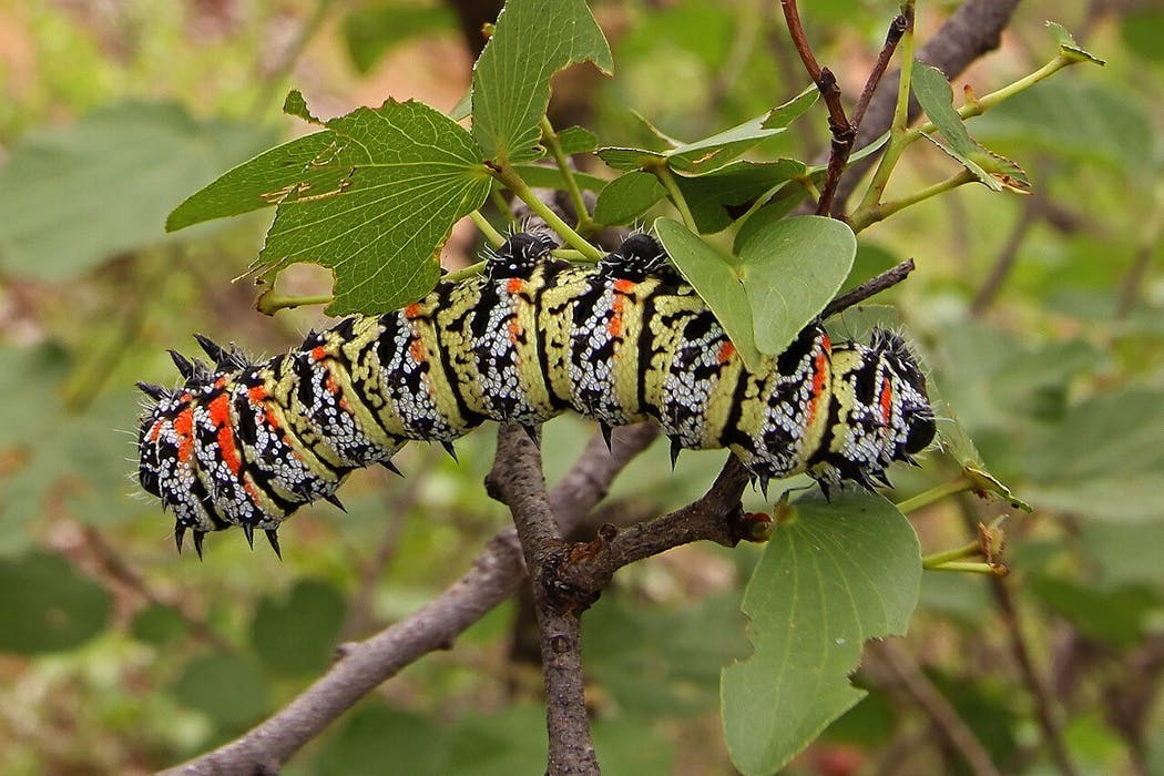 Mopane worm and termite sales relieve poverty in rural South Africa ...