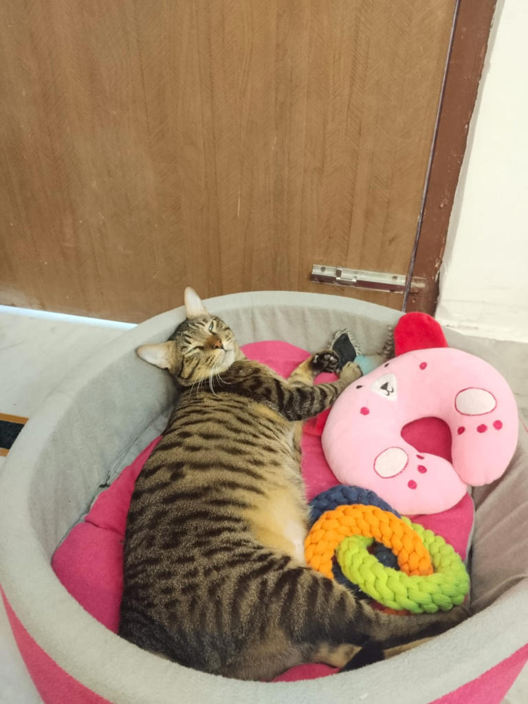 The Science Of Why Cats Meow Only At Humans And Photo Inspiration