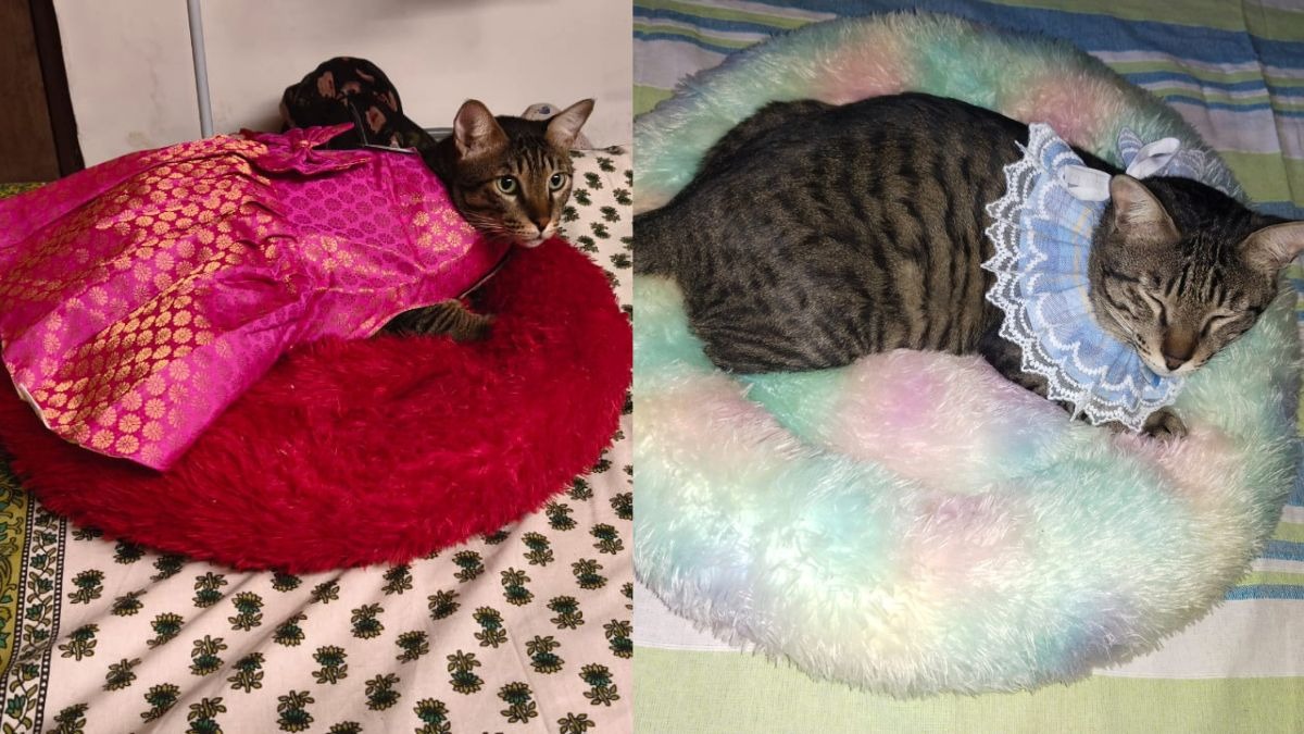 Curated visual reference: Fresh Look at The Science Of Why Cats Meow Only At Humans And