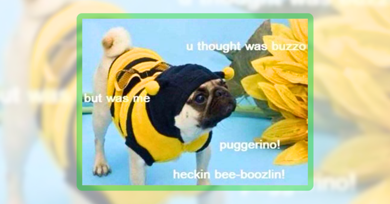 23 pawrecious pug memes for snuggly spring scroll sessions