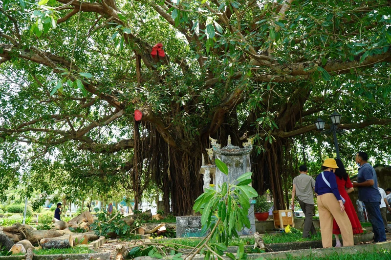 Nhánh đa di sản bất ngờ gãy đổ, hàng chục người thoát chết trong gang tấc