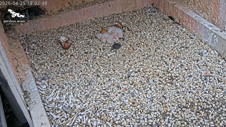3 peregrine falcon chicks hatch in Cathedral of Learning nest