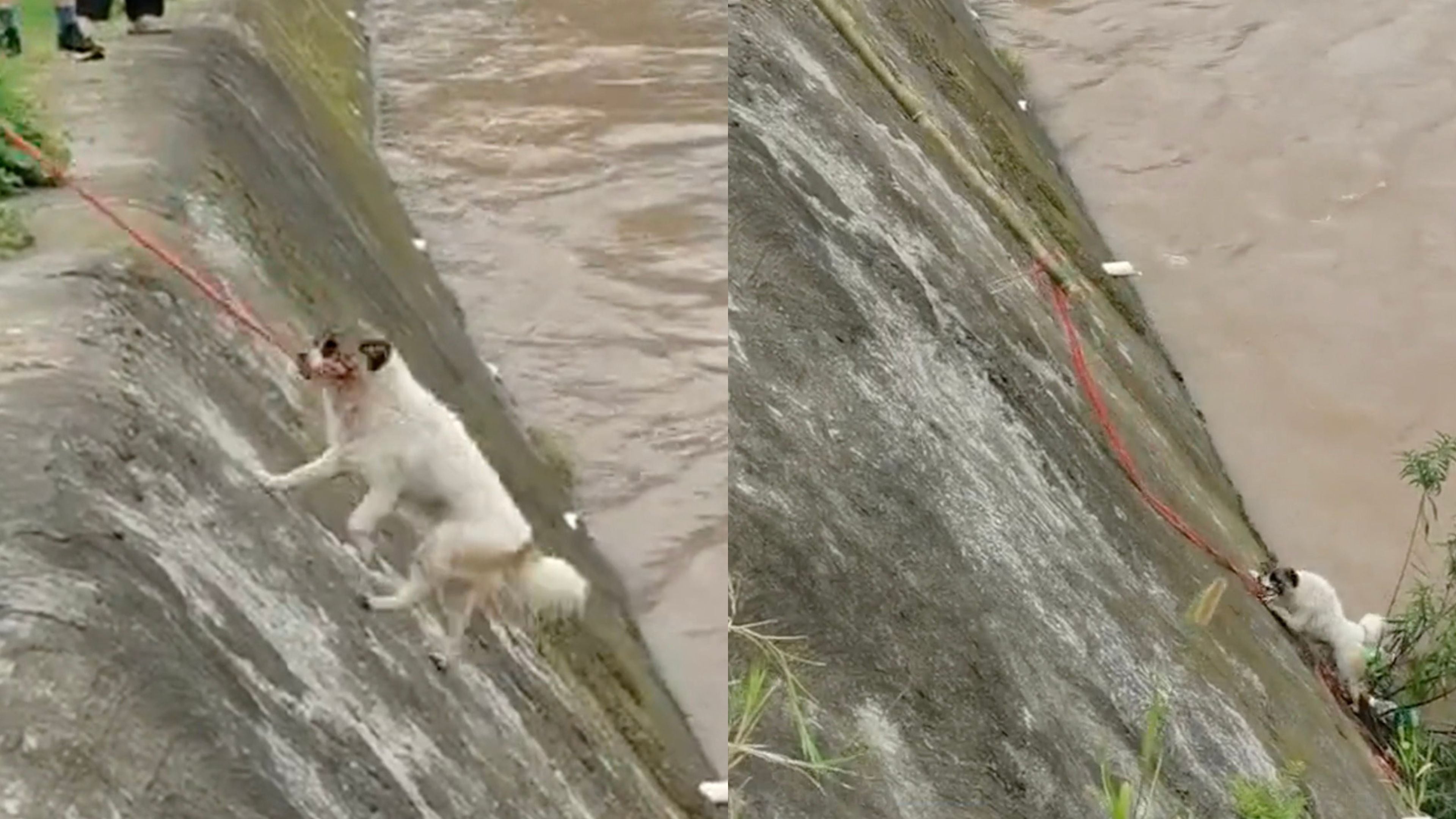Tense moment passer-by rescues dog from rushing river