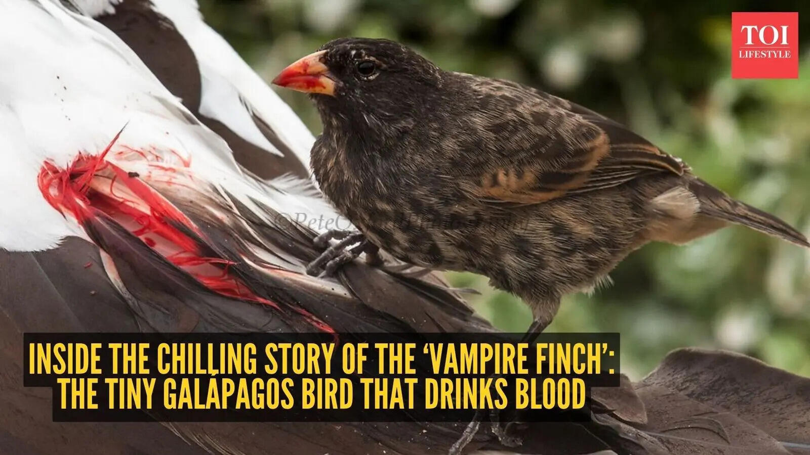 Inside the chilling story of the ‘Vampire Finch’: The tiny Galápagos ...
