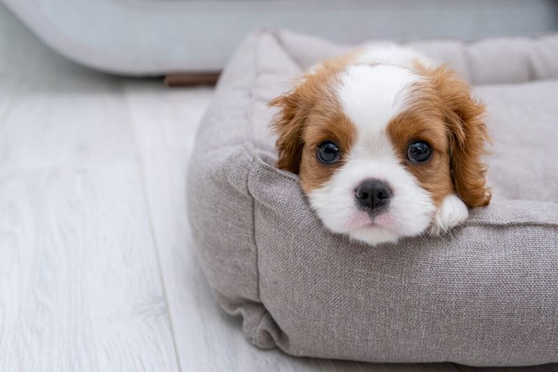 10 affectionate lap dogs that are perfect cuddle companions