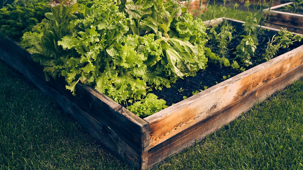 Square foot gardening: Small plots for diverse harvests