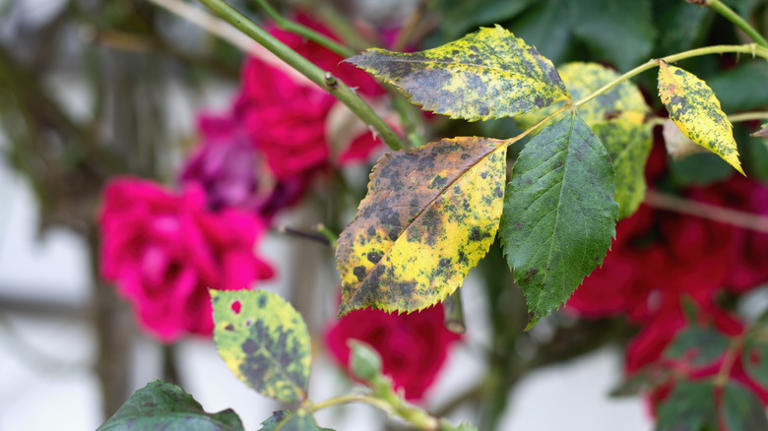 Prevent black spot on your roses by following one rule