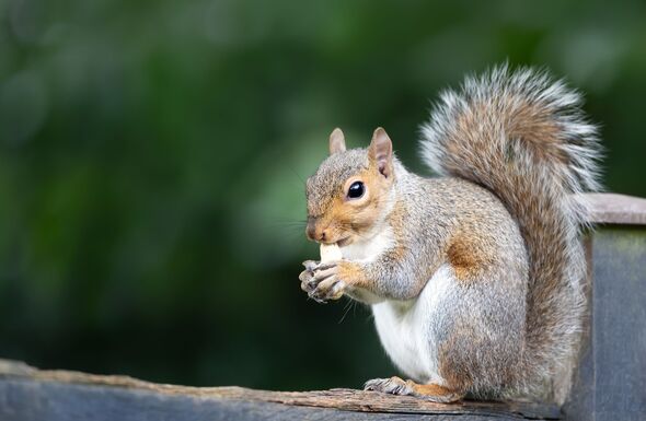 Gardener shares 1 plant that deterred squirrels for good after ...