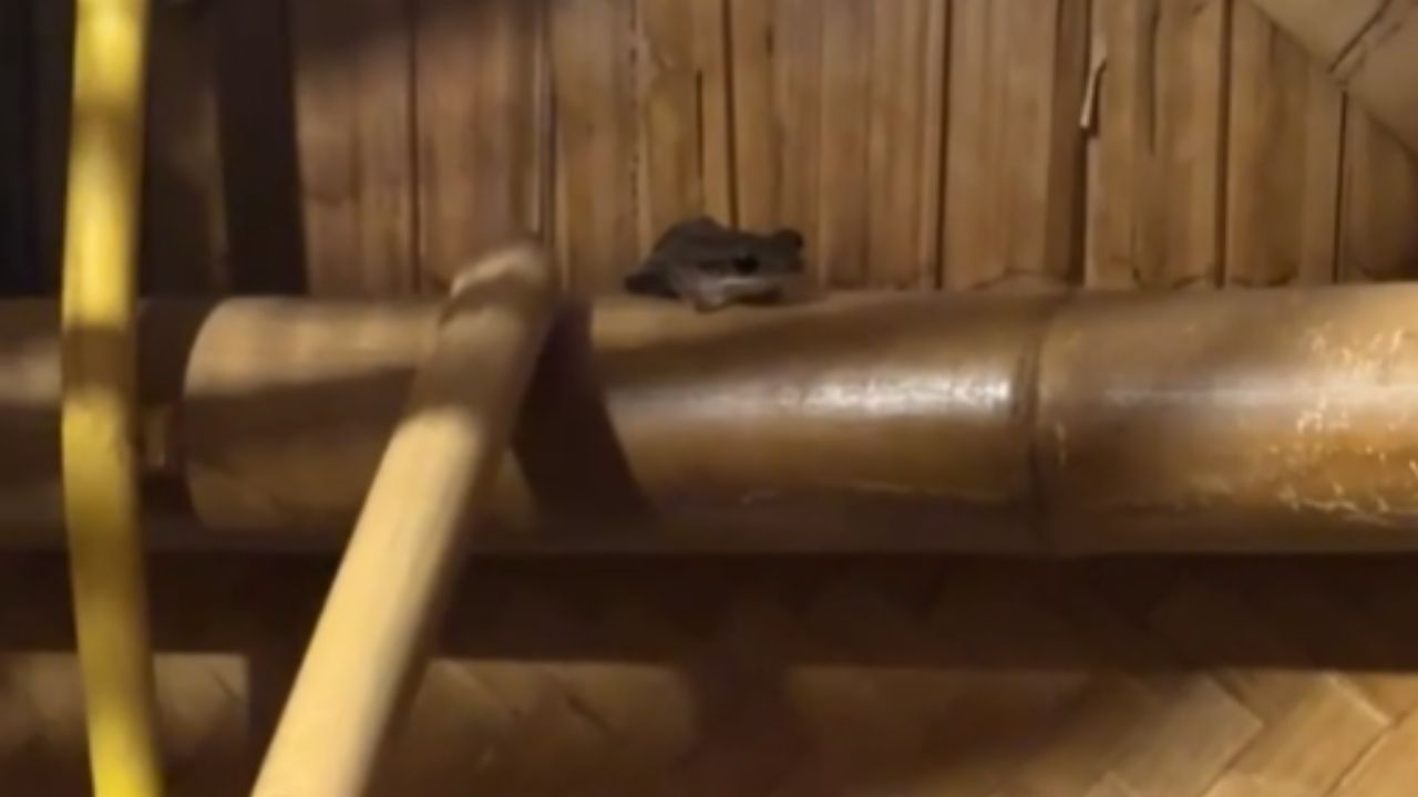 Frog refuses to leave the spot despite repeated attempts to guide it