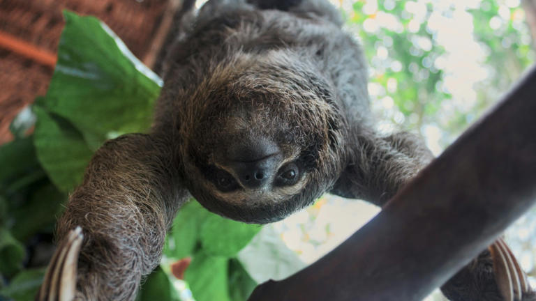 Florida probe finds 31 sloths died before Orlando’s Sloth World opened