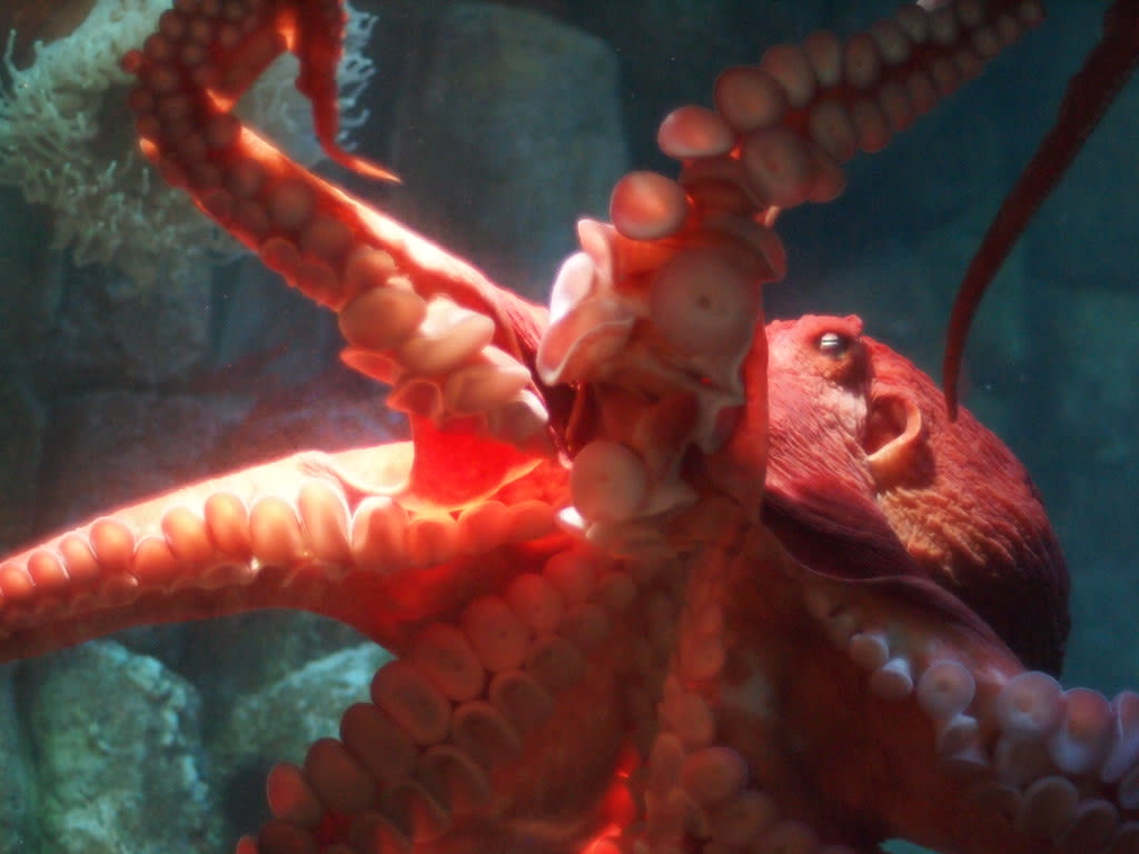 Colossal octopus may have dominated Cretaceous oceans, researchers say