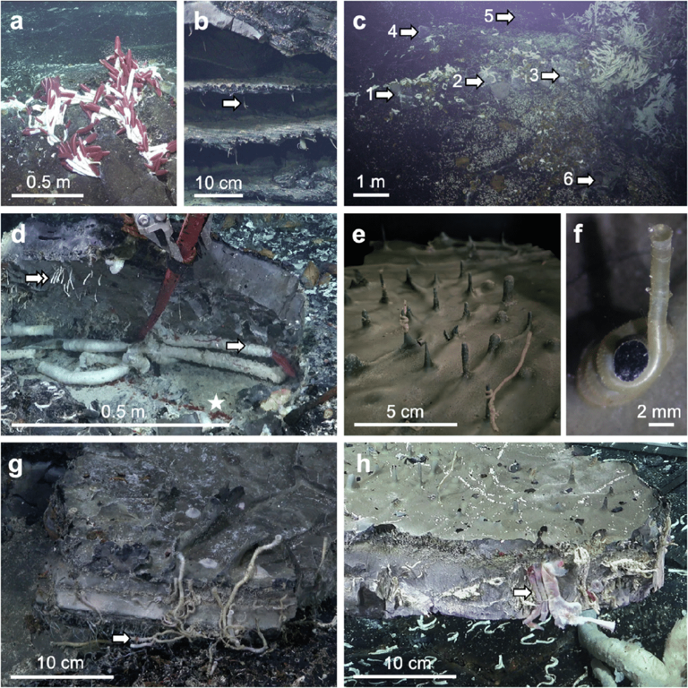 Scientists drilled into the oceanic crust at 2,500 meters and found ...