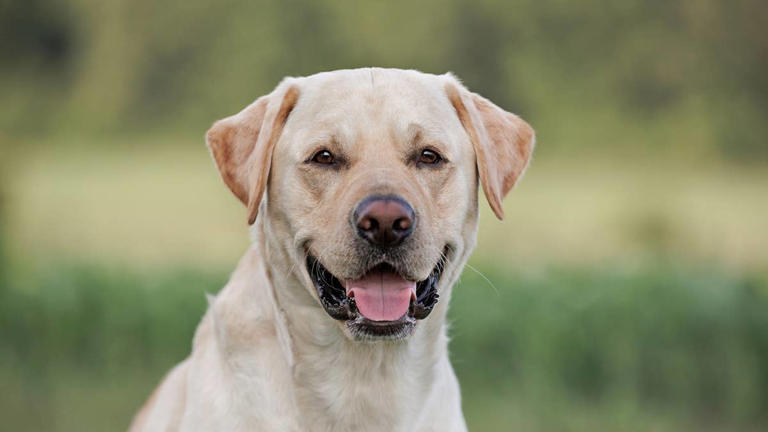 Want a second dog? Trainers say these 7 breeds fit into any home so easily