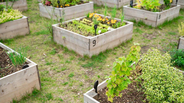 Wenig Platz, viel Ertrag - Square Foot Gardening bringt Vielfalt ins Beet