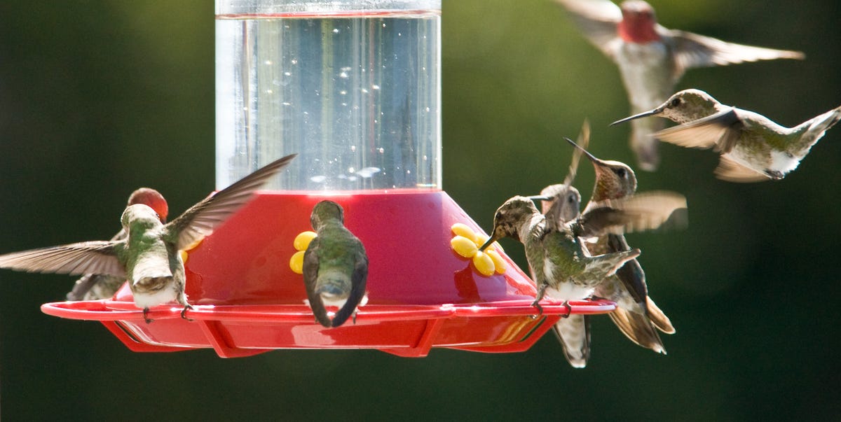 This Map Shows You When You'll See Hummingbirds