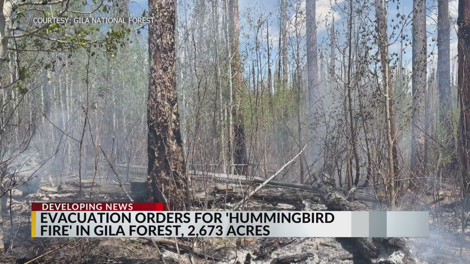 Hummingbird Fire burns inside Gila National Forest; evacuations ordered ...