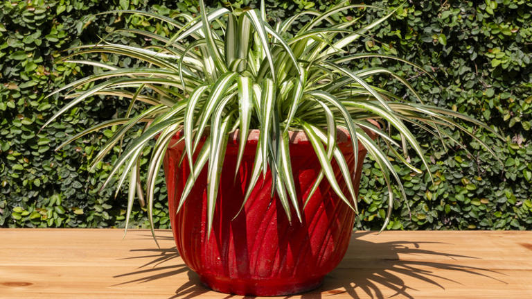 What's the fastest way to grow a spider plant? Use these easy tips