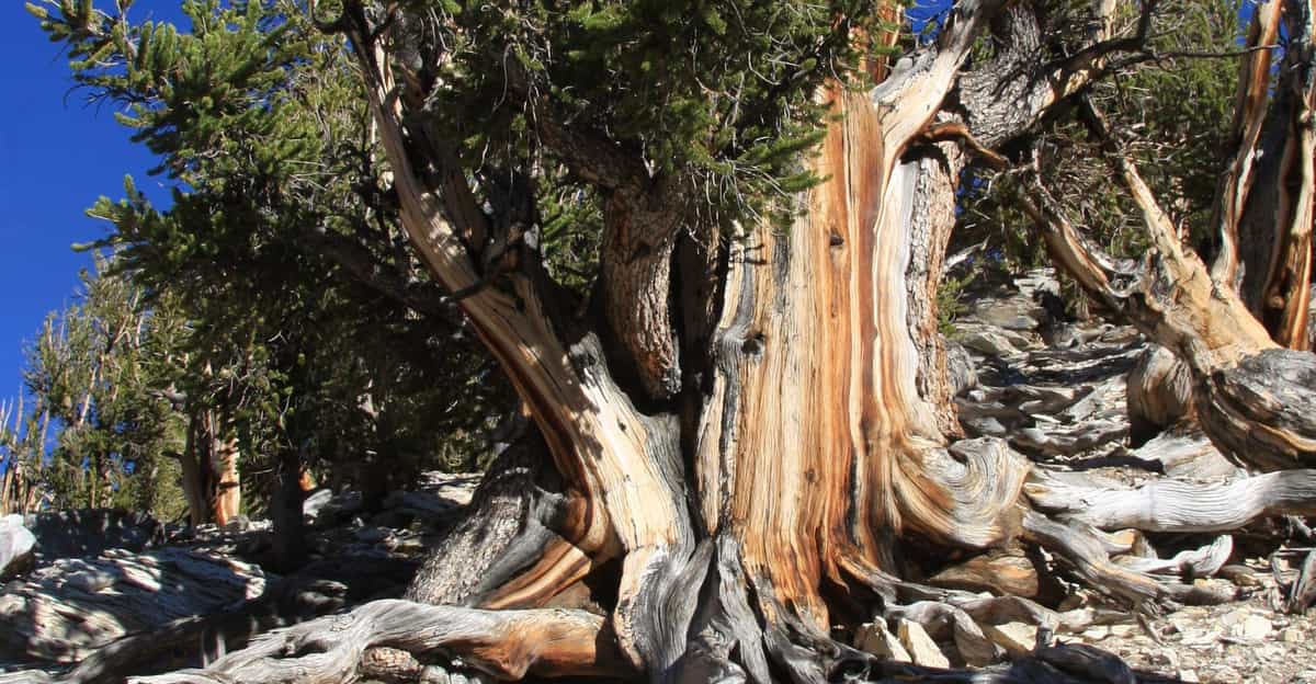 The oldest trees in the world