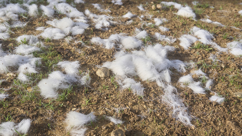 What it means if you find clumps of animal fur in your yard