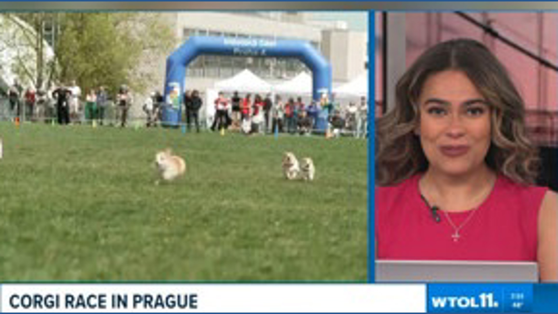 Corgis race in Prague