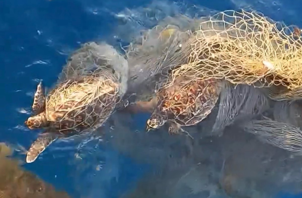 Ngư dân đảo Phú Quý giải cứu 2 cá thể rùa biển bị mắc lưới trên biển