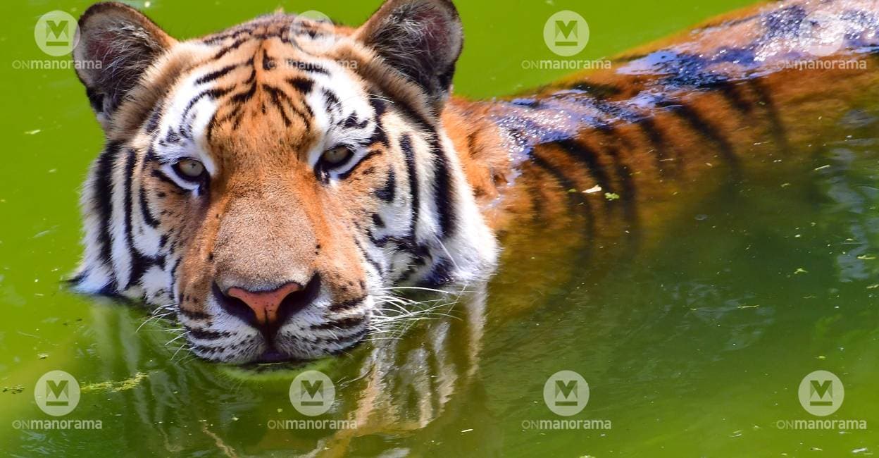 Tiger relocated from Munnar returns to human habitation; monitoring ...