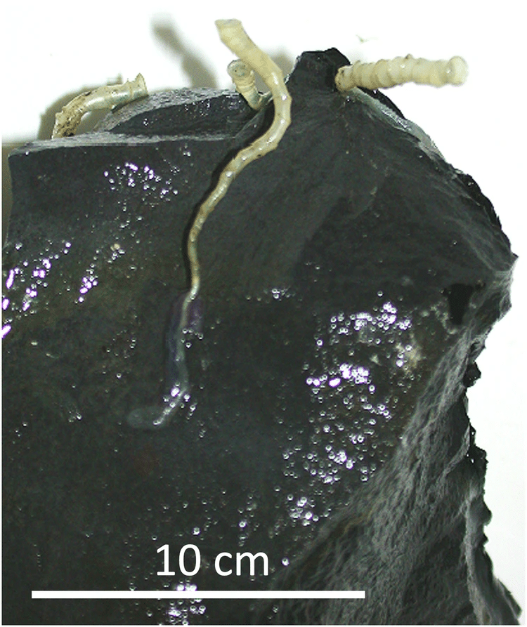 Scientists drilled into the oceanic crust at 2,500 meters and found ...