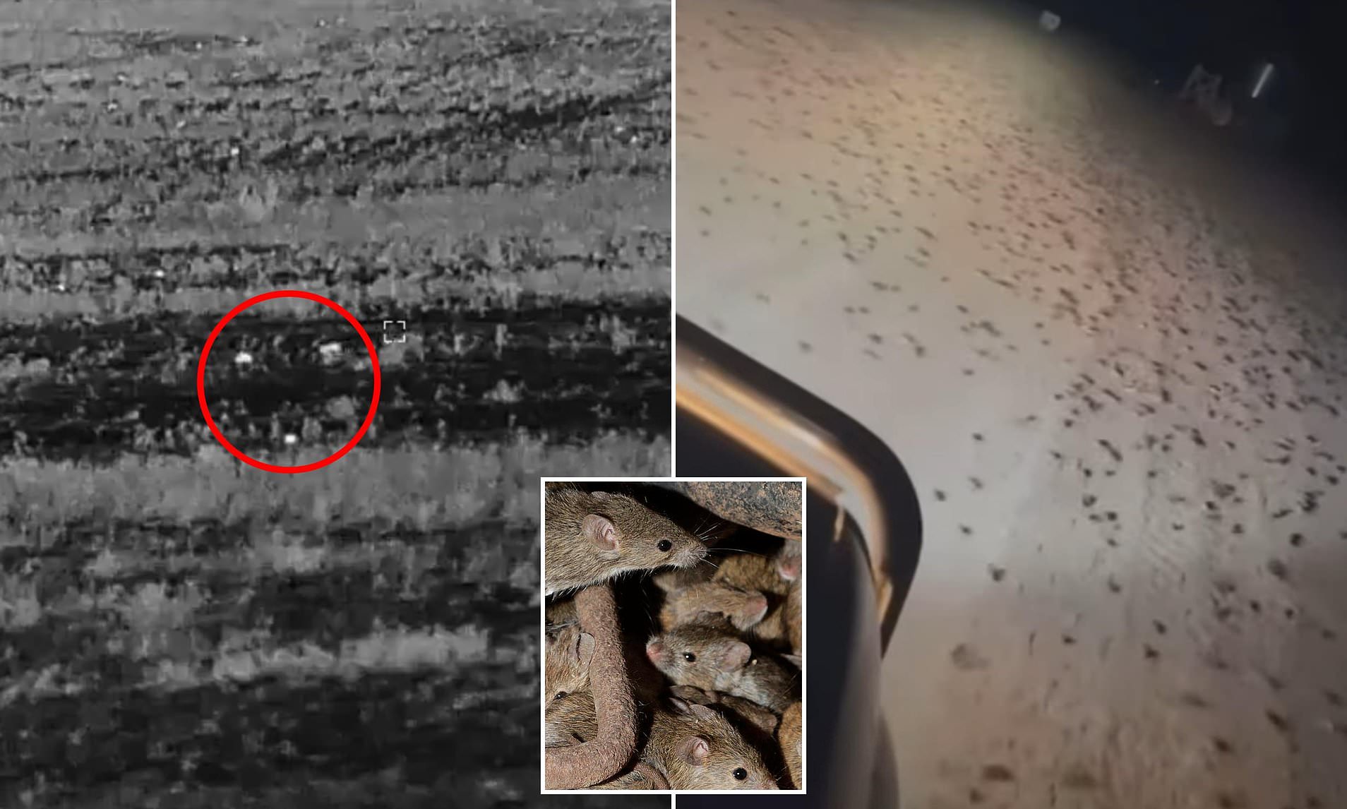 Farmer turns night vision on his field to find it swarming with mice