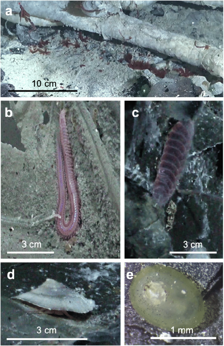 Scientists drilled into the oceanic crust at 2,500 meters and found ...