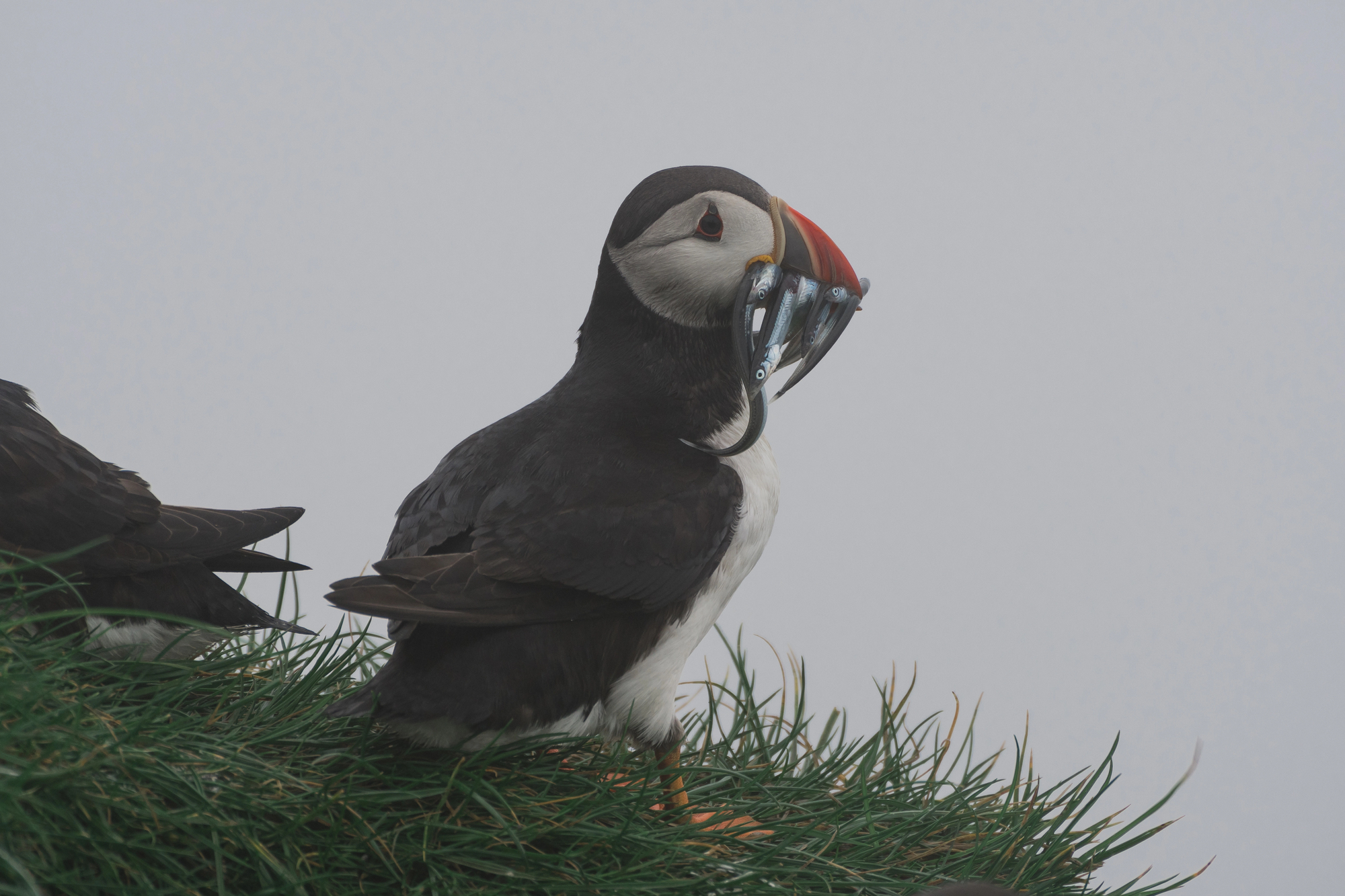 Puffin Day: 17 things you never knew about these adorable birds