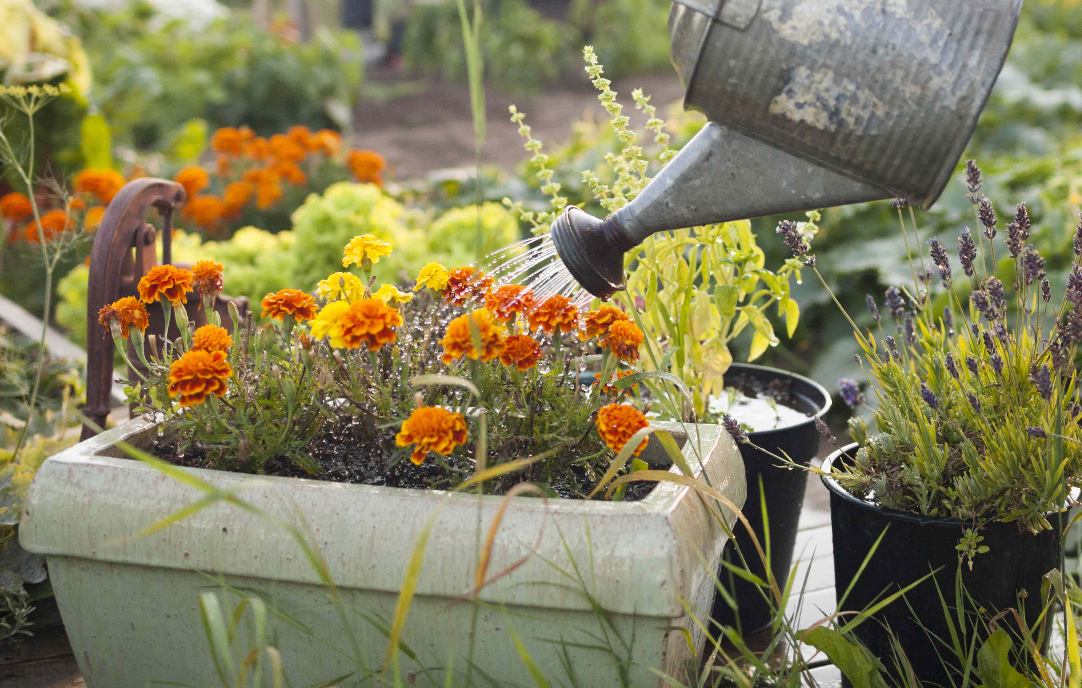 How often should you water potted plants during a heat wave?