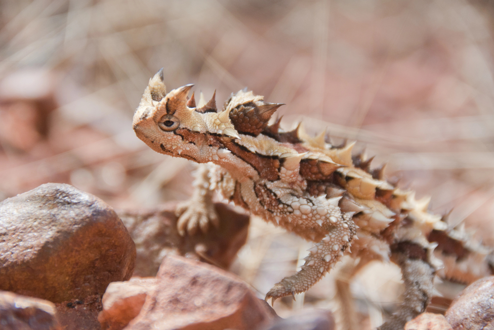 17 animals that look nothing like what you’d expect