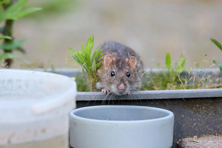 I asked experts which plants help deter rats and mice — they all said ...
