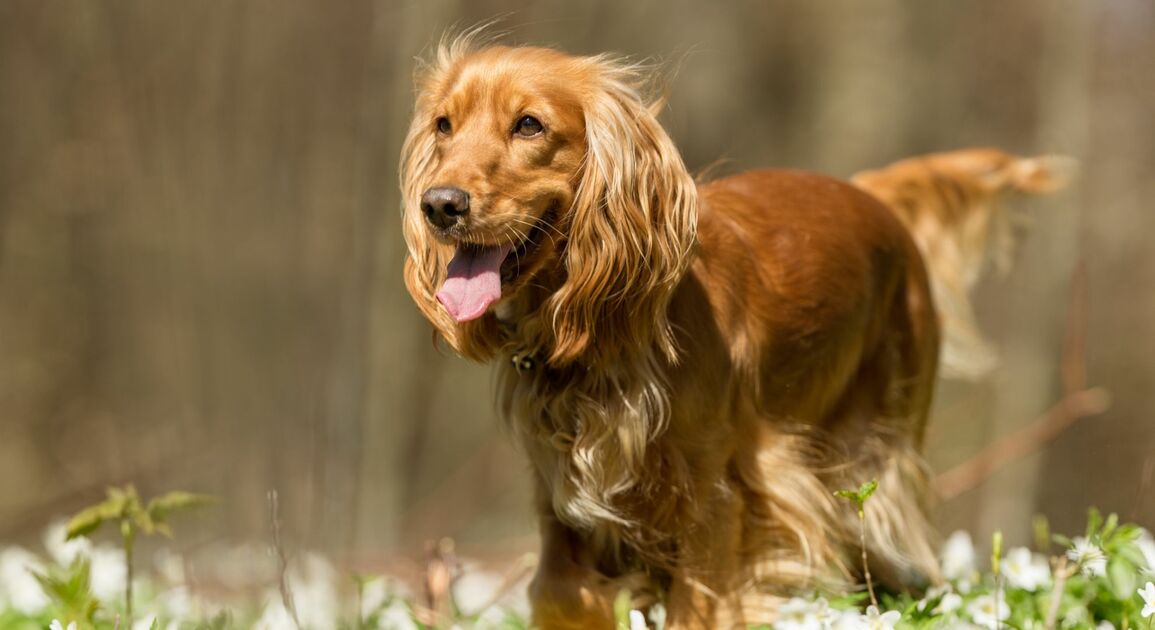 Cocker: sembra il cane ideale, ma ha un lato che pochi conoscono