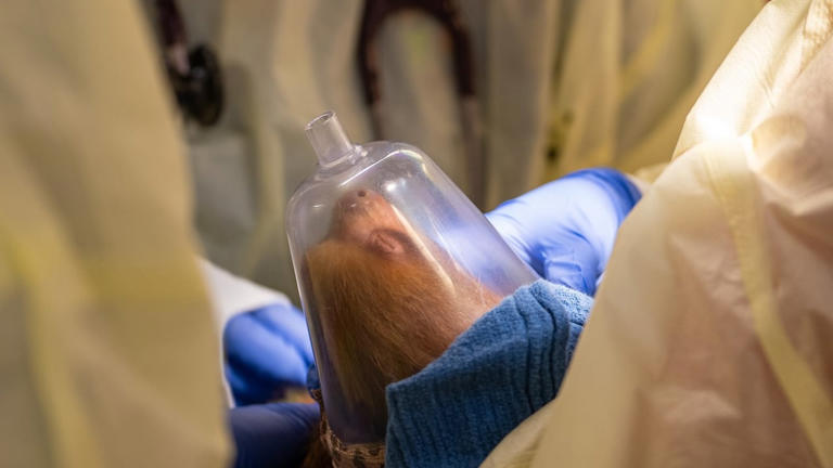 13 rescued sloths stable at Central Florida Zoo, one remains in guarded ...
