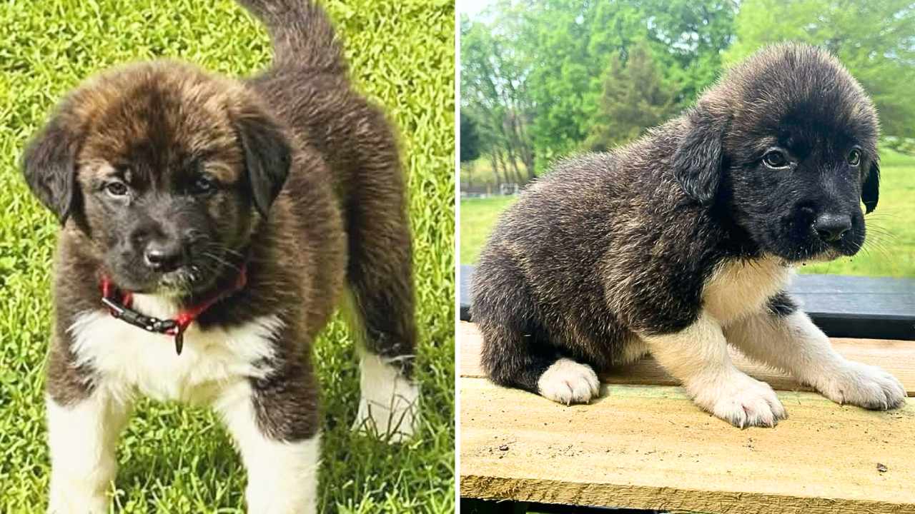 Bo the 6-week-old Great Pyrenees mix puppy is looking for a loving home